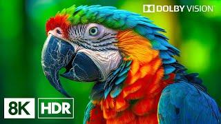 Unique Animal Adventure 8K HDR | Dolby Vision™