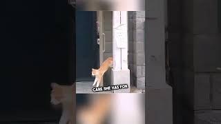 Mother Cat's Protective Instincts Kick In After Kitten Falls! #shorts