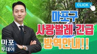 마포구 사랑벌레 긴급 방역 안내 外 / 마포투데이 (22. 7. 11)