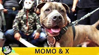 MOMO & X - HALT DIE FRESSE 408 (OFFICIAL HD VERSION AGGROTV)