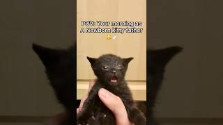 Little baby needs to step up her game and learn how to eat normal food soon! #pov #cat #kitten