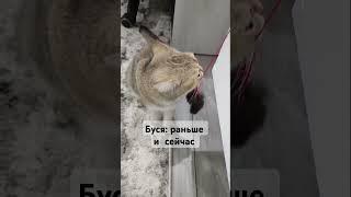 Вот какая наглая стала #ЛапкаCat