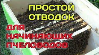 Простой и Быстрый Отводок Без Матки/Но Нам Повезло!Матка Сама Прилетела/Плюс Пчелосемья!