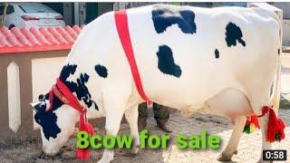 8cow for sale in punjab pakistan today 2022