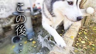 みなさま緊急事態です...
