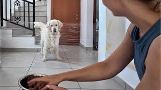 My Dogs Reaction to the Invisible Challenge