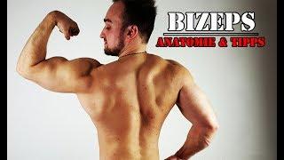 WIE FUNKTIONIERT DER BIZEPS  ANATOMIE UND TRAININGSTIPPS! Fitness Info Video PowrotTV