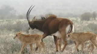 Sable calves