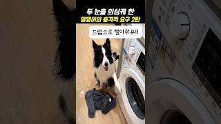 두 눈을 의심케 한 댕댕이의 충격적 요구 2탄