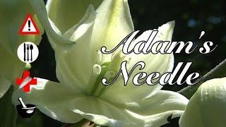 Adam's Needle: Edible, Medicinal, Cautions & Other Uses