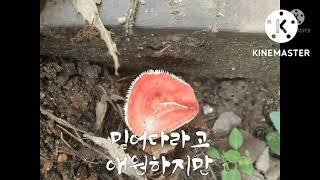 3곡연속 #거짓말도진짜처럼 #신정민  #송광호 작사작곡