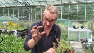 How to collect cranesbill geranium seeds