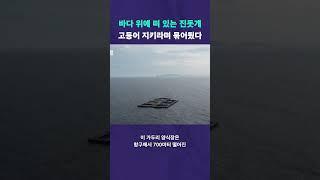망망대해에 떠 있는 진돗개 #뉴픽