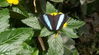 BEAUTY EYECANDY BUTTERFLIES Butterfly Garden -Exotic Relaxed Mindfulness Creation Family Tranquility