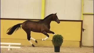 Top KWPN stallion dream pedigree 2022