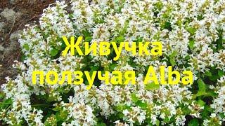 Живучка ползучая Альба. Краткий обзор, описание характеристик ajuga reptans alba Alba