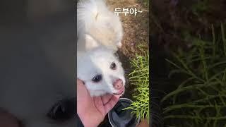 강아지 운동 이렇게 시키세요