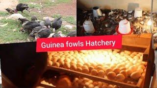 Most Profitable Farming;How He Started His Guinea Fowls Hatchery Business