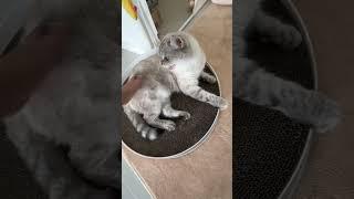 Лелику домик уже не нужен..