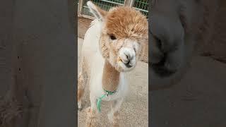 알파카 Alpaca  #shorts