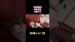 #고양이 #고양이브이로그 #고양이일상 #서강대메리홀고양이 #개냥이  #cat #babycat #뭉치와숭이