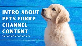 Intro about pets furry channel content