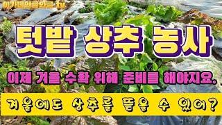 텃밭 상추, 겨울에도 수확할 수 있어요. 11월 중순부터 이렇게만 해 주세요. [ 상추 겨울 재배 방법 안내 ]