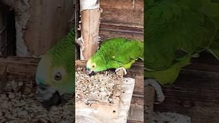 amazonka niebieskoczelna