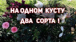 Эксклюзив! На одном кусту 2 сорта роз. Супер-сочетание роз с лилиями!