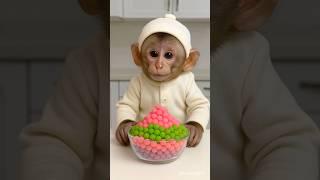 baby monkey eating popping candy - so cute ️