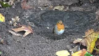 Birds Blissed out at Karuna.