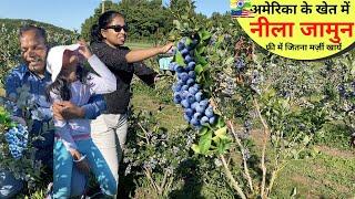 नीले-नीले अम्बर के नीचे, नीले फल का बग़ीचा आपका मन मोह लेगा  BLUE BERRY ka KHET in USA