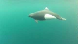 Dall's Porpoise