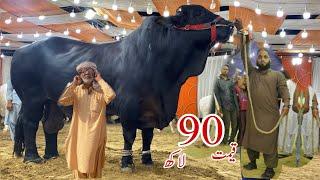 Biggest Black Bulls of 2023 ll Marjan Cattle Farm #cattle #mandi #biggest_bull #bakra_mandi #qurbani