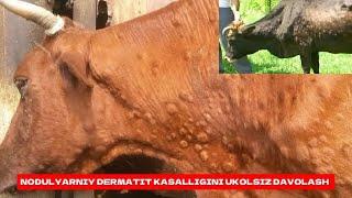 NODULYARNIY DERMATIT KASALLIGINI UKOLSIZ DAVOLASH VA BOSHQA 90% KASALLIKLARGA DAVO QOʻSHIMCHA OZUQA