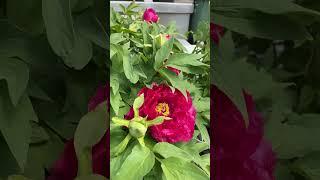 Tree peony blossom in May