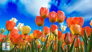 Spring Flowers  Beautiful Nature Scenery & Relaxing Music