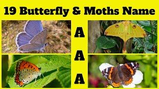 ABCs of Butterflies & Moths | Butterfly & Moths Name Start with “A” | Kids English Vocabulary Part-1