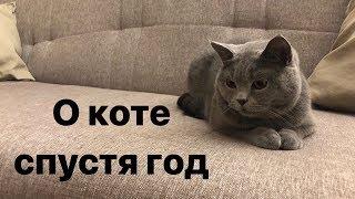 Чем кормить КОТА? Уход за британцем.