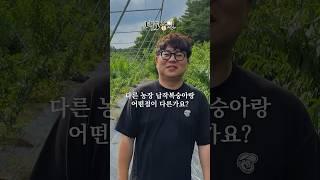 대도농원의 납작복숭아는 다른농장 납작복숭아랑 어떤점이 다른지 알려드리겠습니다!!