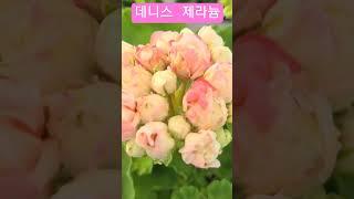 #은혜화훼판매장 #제라늄 데니스