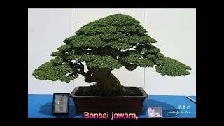 Sample Bonsai Art // bonsai indah menawan ( @hendridornatsukoco )