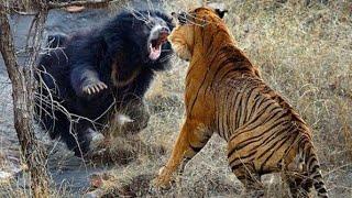 Mother Bear Fights Tiger to Save Her Cub in Dramatic Video |