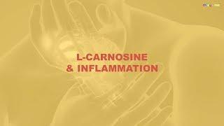 Carnosine and Alcoholism, Reproduction, Inflammation and Longevity