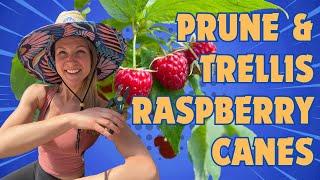 Mastering Raspberry Pruning & Trellising: Expert Tips & Techniques! ️