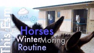 Horses Winter Morning Routine | This Esme