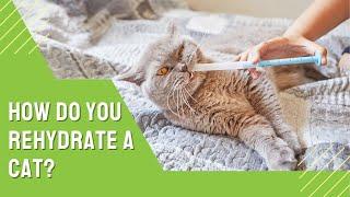 How do you Rehydrate a Cat?