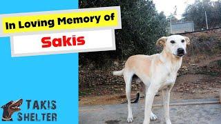 The Story of Sakis. I will Never Forget Sakis - Takis Shelter