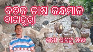 Bataka chasa #Jatna Karuchanti P salaman#Kandhamala Odisha#