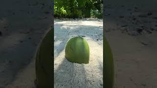 This is a regular COCONUT #camping #survival #bushcraft #outdoors